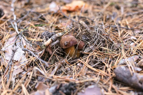 Beautiful Edible Mushroom Pine Forest — Stock Photo, Image