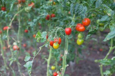 Kırsaldaki bir serada kırmızı kiraz domateslerinin güzel manzarası. Sert gölgeler olmadan yumuşak sabah aydınlatması.