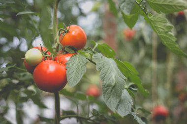 Kırsaldaki bir serada güzel bir kırmızı domates manzarası. Sert gölgeler olmadan yumuşak sabah aydınlatması.