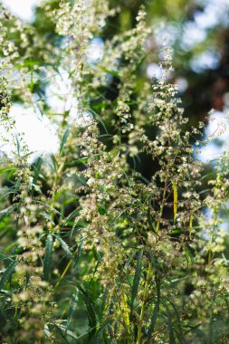Bir dal esrar ve marihuana. Kenevir, kenevir güzel ağaç.