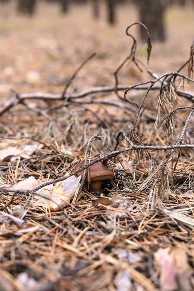 Schöner Speisepilz Einem Kiefernwald — Stockfoto