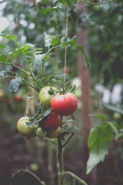 Kırsaldaki bir serada güzel bir kırmızı domates manzarası. Sert gölgeler olmadan yumuşak sabah aydınlatması.
