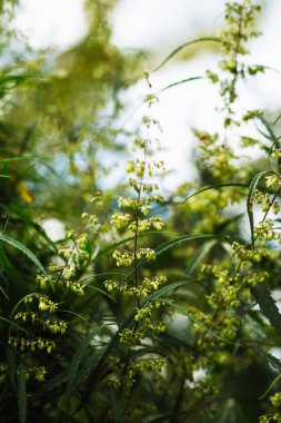 Bir dal esrar ve marihuana. Kenevir, kenevir güzel ağaç.