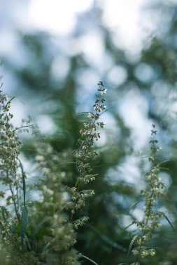 Bir dal esrar ve marihuana. Kenevir, kenevir güzel ağaç.