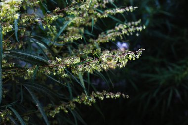 Bir dal esrar ve marihuana. Kenevir, kenevir güzel ağaç.