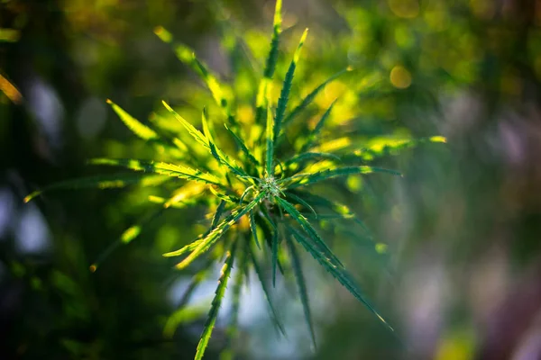 Zweig Cannabis Und Marihuana Ganja Hanf Schöner Baum — Stockfoto