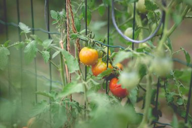 Yağmurdan sonra kırsalda bir ev bahçesinde kırmızı kiraz domateslerinin güzel manzarası. Sert gölgeler olmadan yumuşak sabah aydınlatması.
