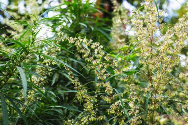 Bir dal esrar ve marihuana. Kenevir, kenevir güzel ağaç.
