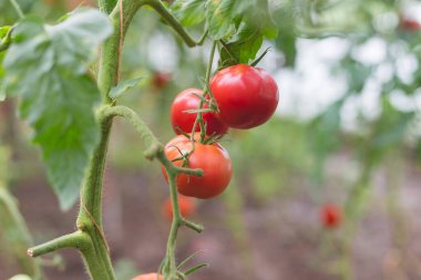 Kırsaldaki bir serada güzel bir kırmızı domates manzarası. Sert gölgeler olmadan yumuşak sabah aydınlatması.