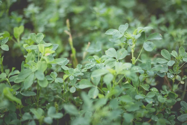 Yağmurdan sonra kırsaldaki ev bahçesinde yeşil yonca..