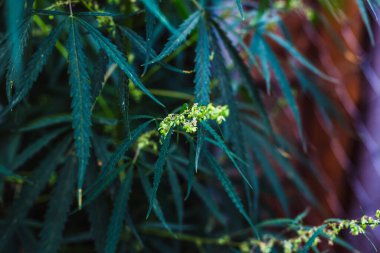 Bir dal esrar ve marihuana. Kenevir, kenevir güzel ağaç.