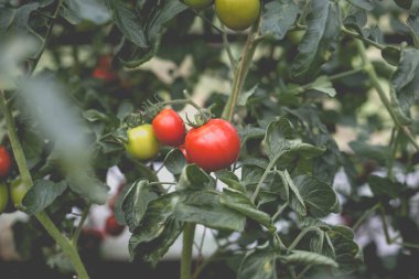 Kırsaldaki bir serada güzel bir kırmızı domates manzarası. Sert gölgeler olmadan yumuşak sabah aydınlatması.