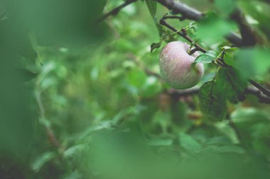 Yağmurdan sonra sabah elma ağacının güzel manzarası. Elmanın üstüne yağmur damlası. Canlı ve yumuşak ortam ışığına sahip tonlu bir fotoğraf..