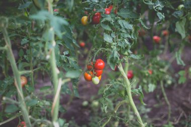 Kırsaldaki bir serada kırmızı kiraz domateslerinin güzel manzarası. Sert gölgeler olmadan yumuşak sabah aydınlatması.