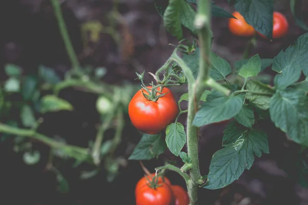 Belle Vue Sur Les Tomates Cerises Rouges Dans Une Serre — Photo