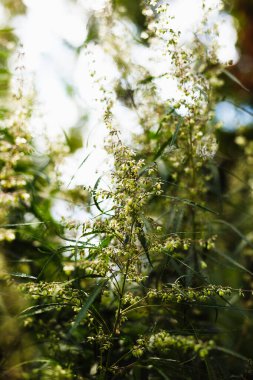 Bir dal esrar ve marihuana. Kenevir, kenevir güzel ağaç.