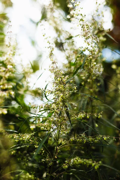 Bir dal esrar ve marihuana. Kenevir, kenevir güzel ağaç.