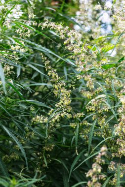 Bir dal esrar ve marihuana. Kenevir, kenevir güzel ağaç.