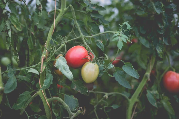 Kırsaldaki bir serada güzel bir kırmızı domates manzarası. Sert gölgeler olmadan yumuşak sabah aydınlatması.