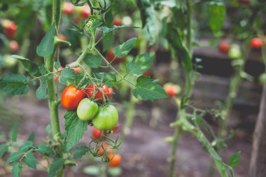 Kırsaldaki bir serada kırmızı kiraz domateslerinin güzel manzarası. Sert gölgeler olmadan yumuşak sabah aydınlatması.