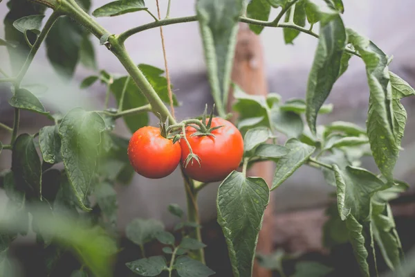 Kırsaldaki bir serada güzel bir kırmızı domates manzarası. Sert gölgeler olmadan yumuşak sabah aydınlatması.