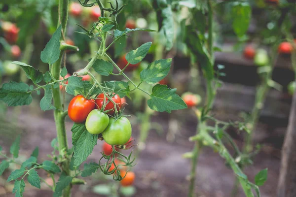 Kırsaldaki bir serada kırmızı kiraz domateslerinin güzel manzarası. Sert gölgeler olmadan yumuşak sabah aydınlatması.