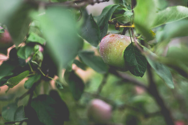 Прекрасный вид на яблоню утром после дождя. Капли дождя на яблоко. Тонизированное фото с виньетированием и мягким светом окружающей среды.