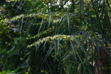 Bir dal esrar ve marihuana. Kenevir, kenevir güzel ağaç.