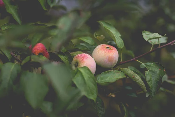 Prachtig Uitzicht Appelboom Ochtend Regen Regendruppels Een Appel Een Getinte — Stockfoto