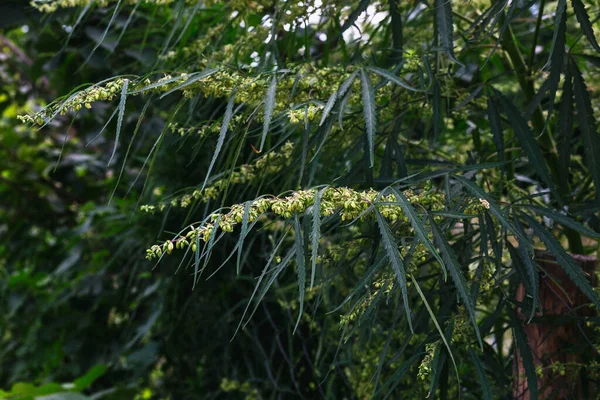 Bir dal esrar ve marihuana. Kenevir, kenevir güzel ağaç.