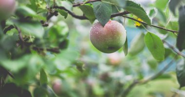 Yağmurdan sonra sabah elma ağacının güzel manzarası. Elmanın üstüne yağmur damlası. Canlı ve yumuşak ortam ışığına sahip tonlu bir fotoğraf..
