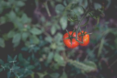 Kırsaldaki bir serada güzel bir kırmızı domates manzarası. Sert gölgeler olmadan yumuşak sabah aydınlatması.