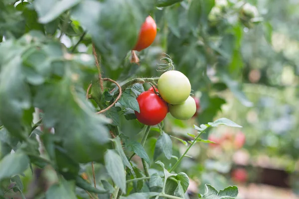 Vacker Utsikt Över Röda Tomater Ett Växthus Landsbygden Mjuk Morgonbelysning — Stockfoto