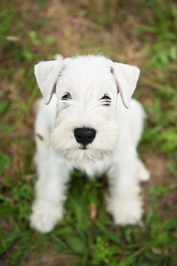 Beyaz minyatür schnauzer köpek yavrusu