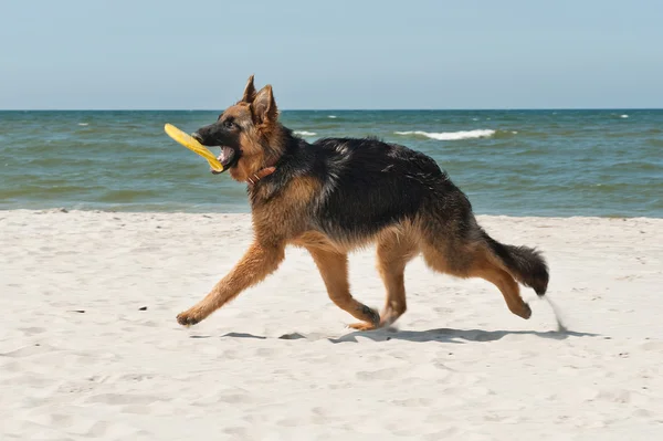 Schæferhund - Stock-foto