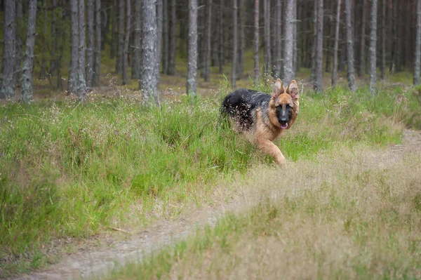 German Shephard — Stock Photo, Image