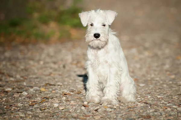 Hvid miniature schnauzer hvalp - Stock-foto