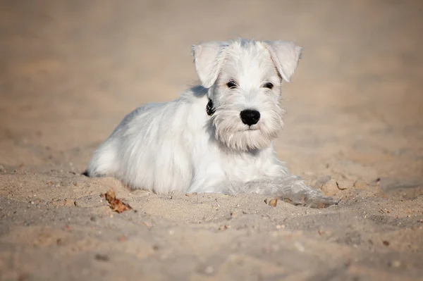 White Miniature Schnauzer puppy — Stock Photo, Image