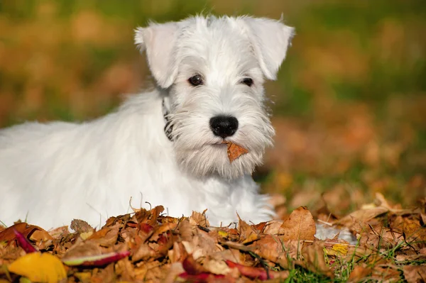 Cachorrinho schnauzer em miniatura branca — Fotografia de Stock