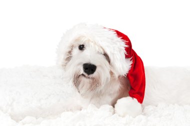 Santa-Schnauzer