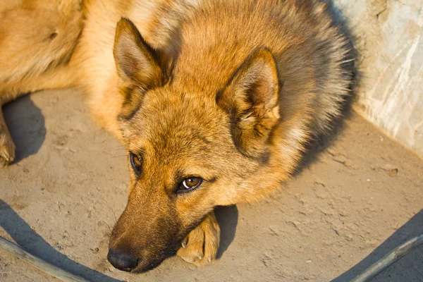 köpek suçluyor