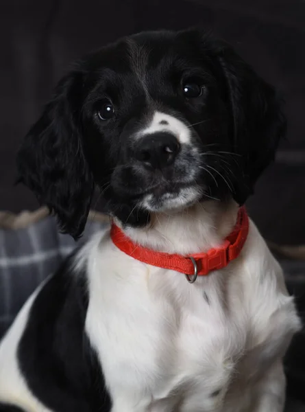 Working English Springer Spaniel Catelus — Fotografie, imagine de stoc