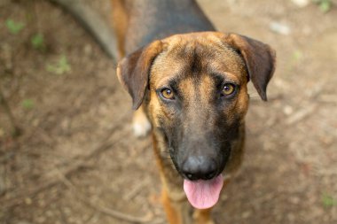 Kahverengi saçlı köpeğin gözleri ona bakıyordu..