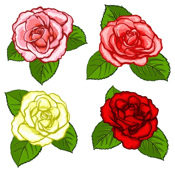 Quattro rose diverse — Vettoriale Stock