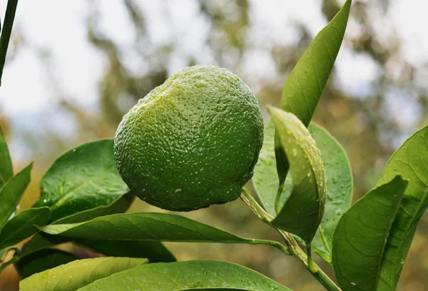 Mandarina encharcada em chuva — Fotografia de Stock