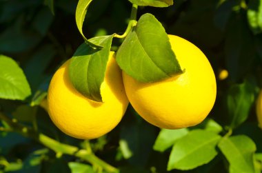 limon ağacı üzerinde