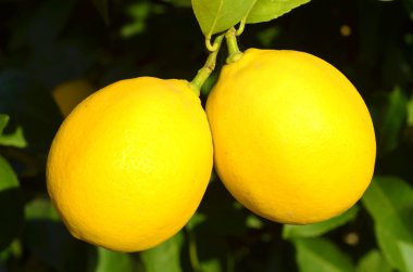 limon