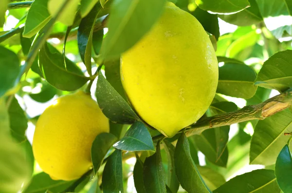 Zitronen auf Baum — Stockfoto