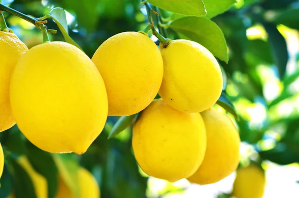 Limones — Foto de Stock