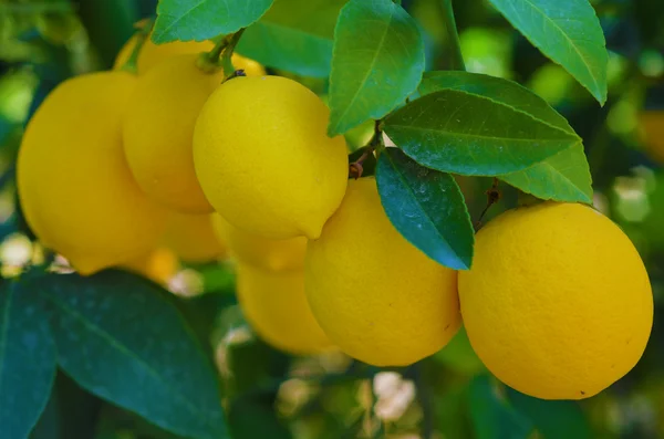 Citrons sur l'arbre Images De Stock Libres De Droits